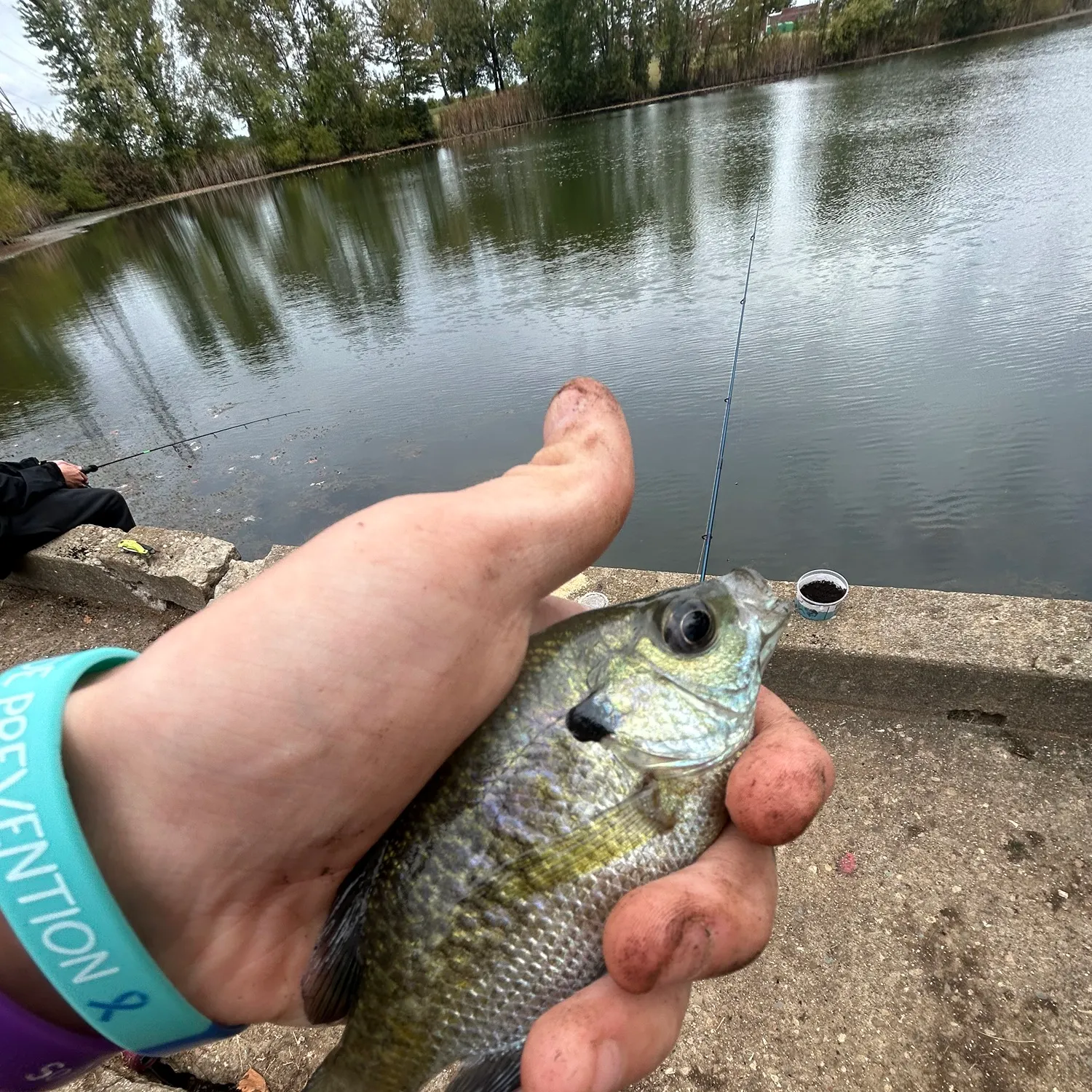 Bluegill caught on Fishbrain