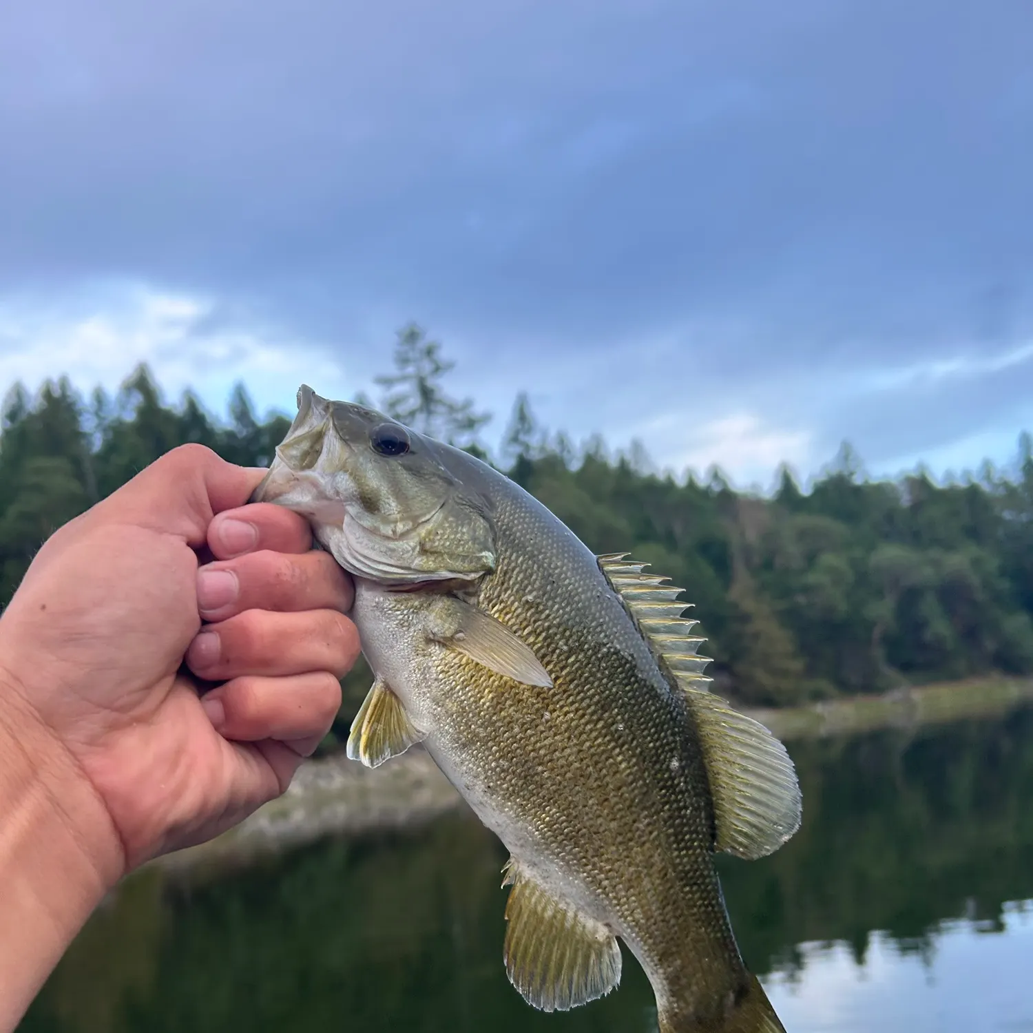 Smallmouth bass caught on Fishbrain