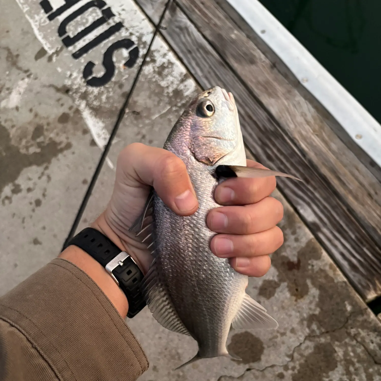 recently logged catches