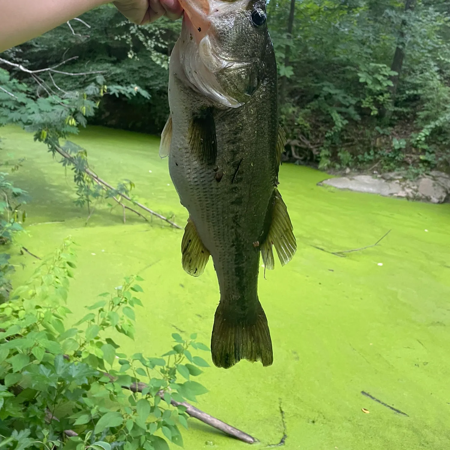 Largemouth bass caught on Fishbrain