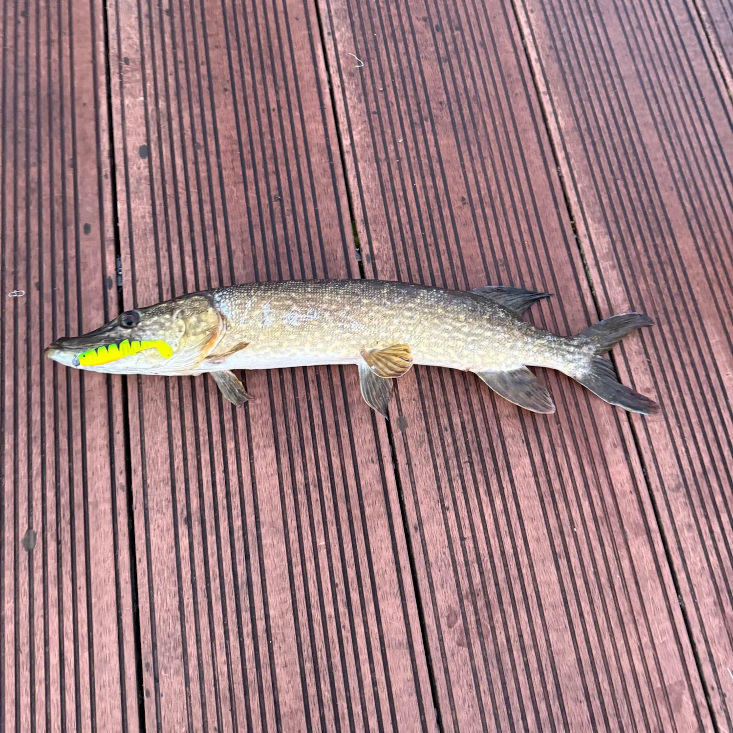 Northern pike caught on Fishbrain