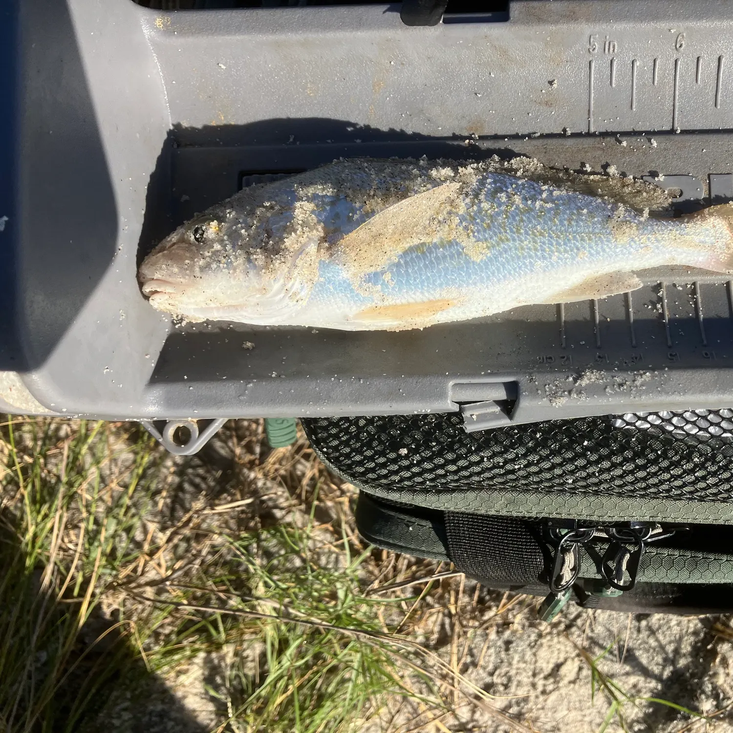 Gulf kingcroaker caught on Fishbrain