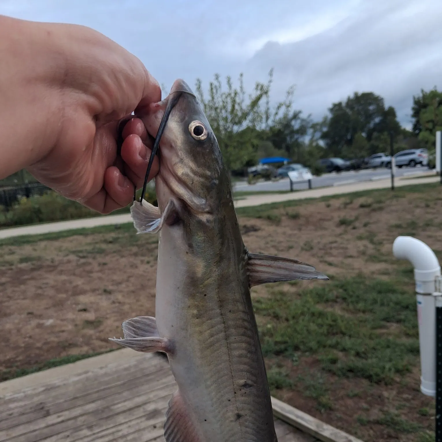 Channel catfish caught on Fishbrain