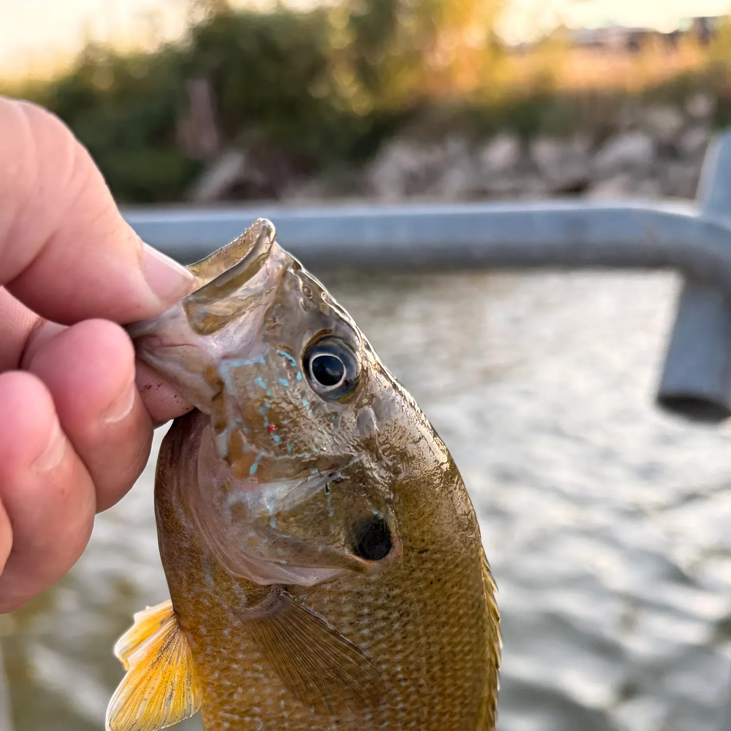 Green sunfish caught on Fishbrain