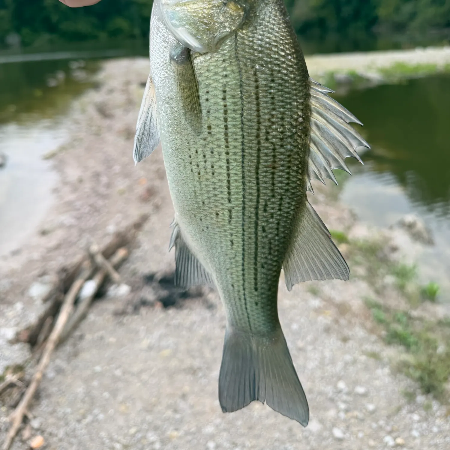 White bass caught on Fishbrain
