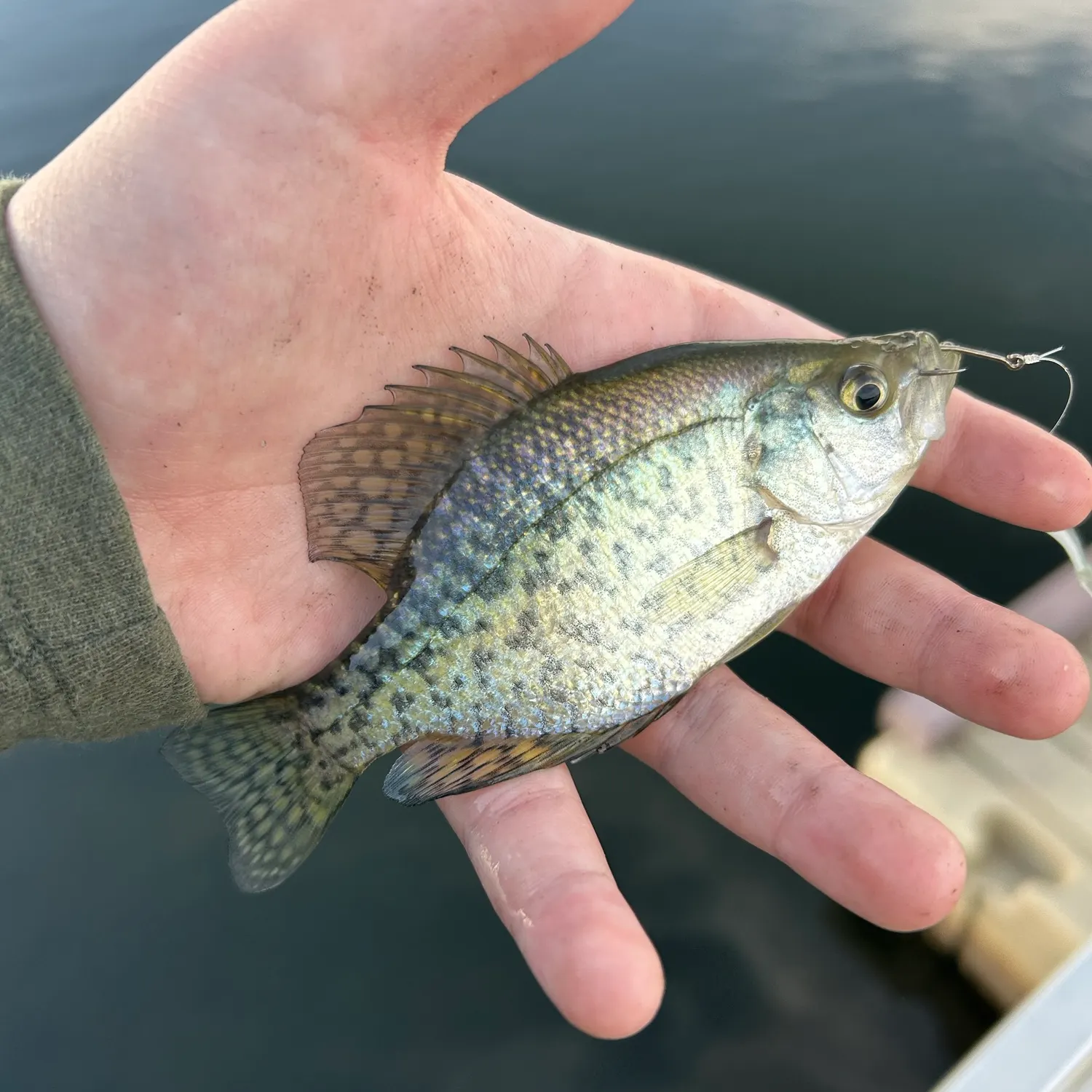 White crappie caught on Fishbrain
