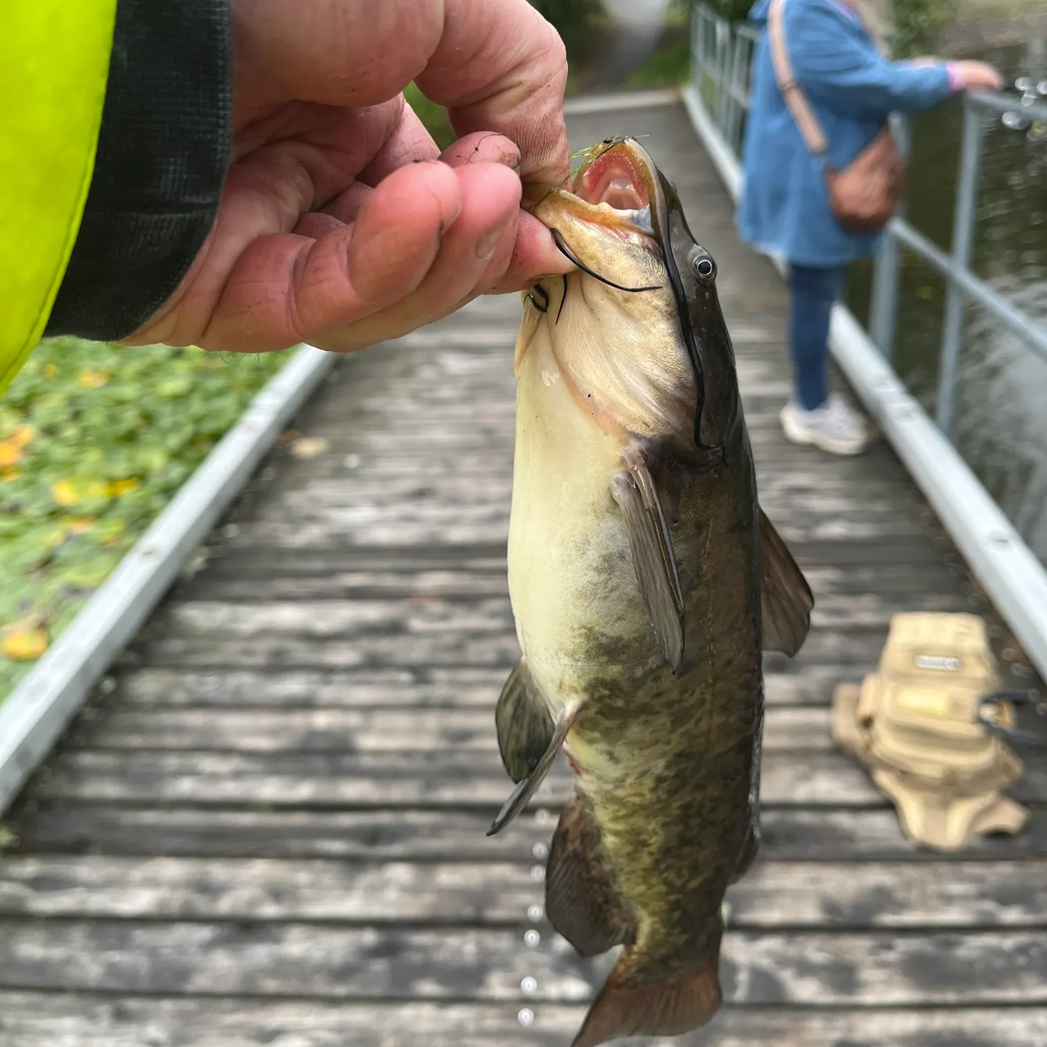 Brown bullhead caught on Fishbrain
