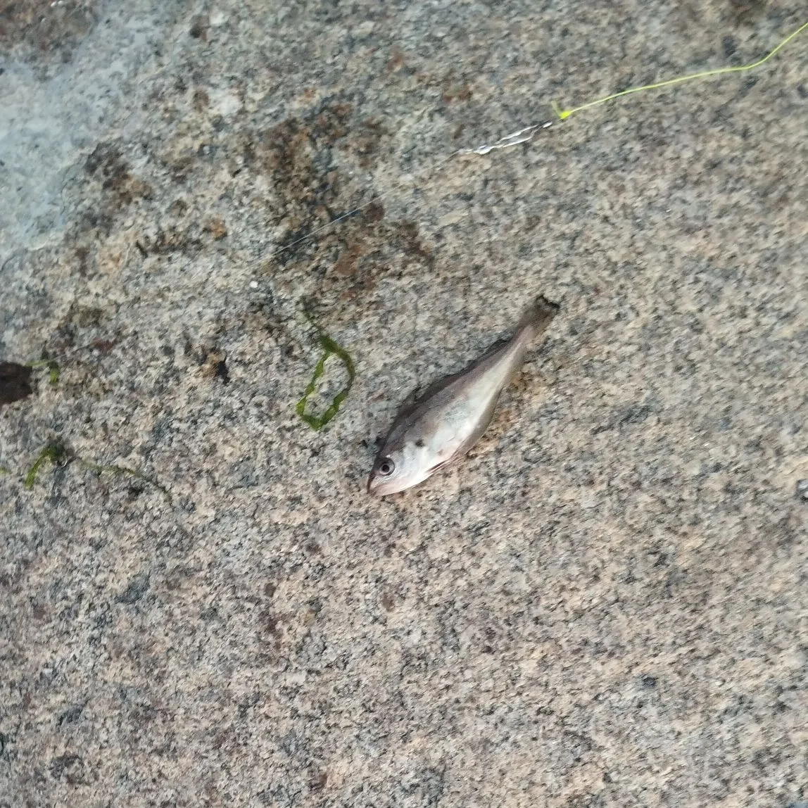 The most recent Whiting catches on Fishbrain