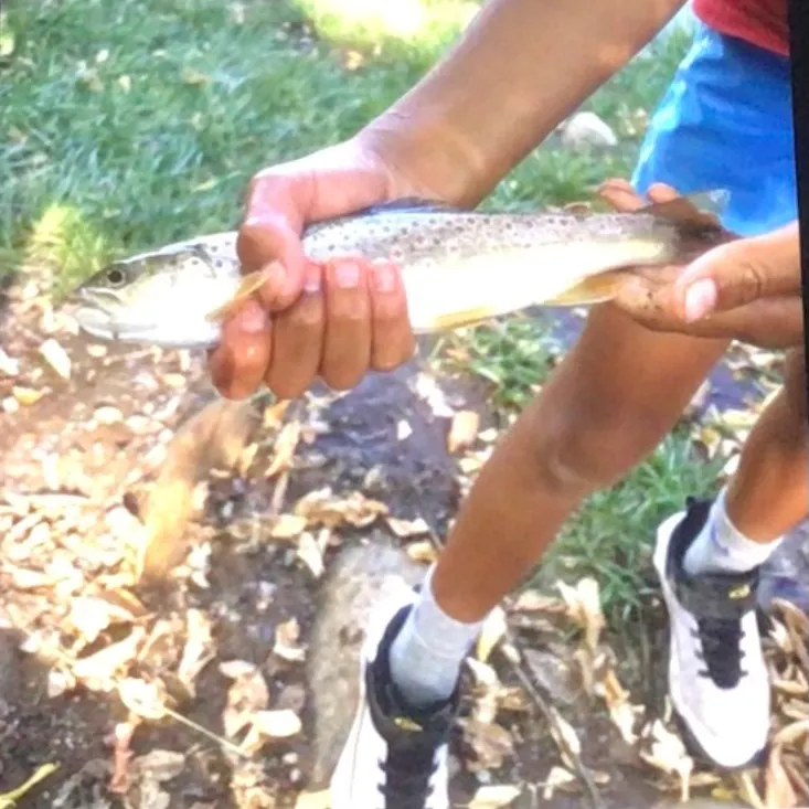 Brown trout caught on Fishbrain