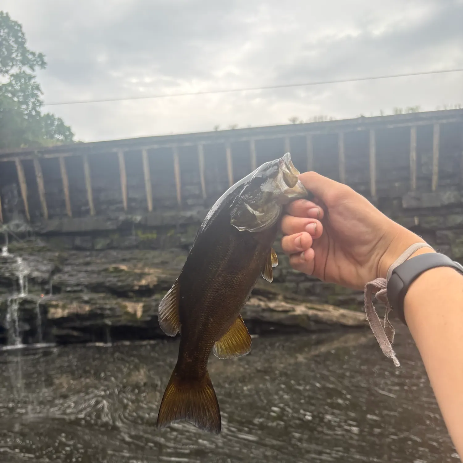 Smallmouth bass caught on Fishbrain