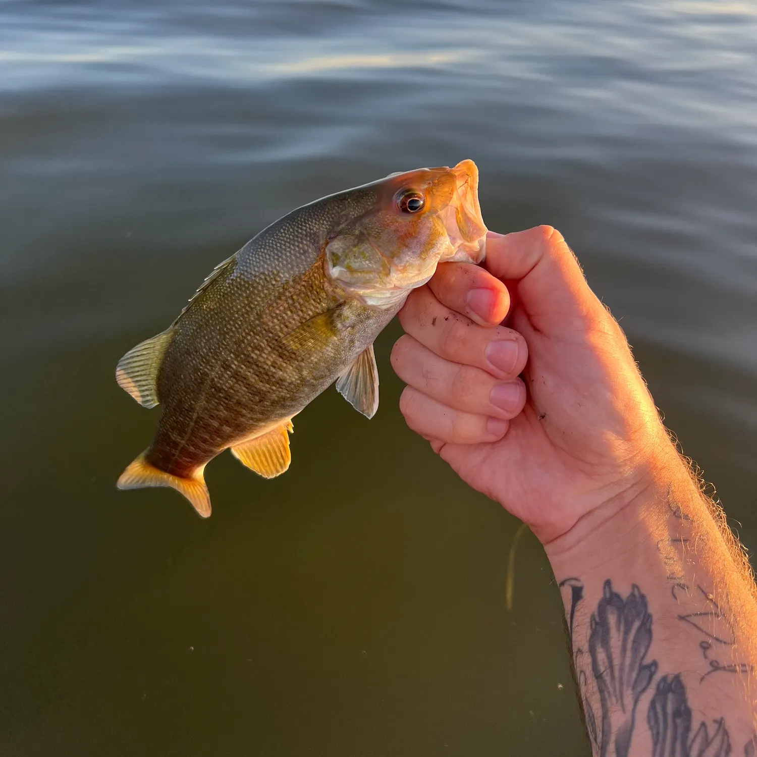 Smallmouth bass caught on Fishbrain