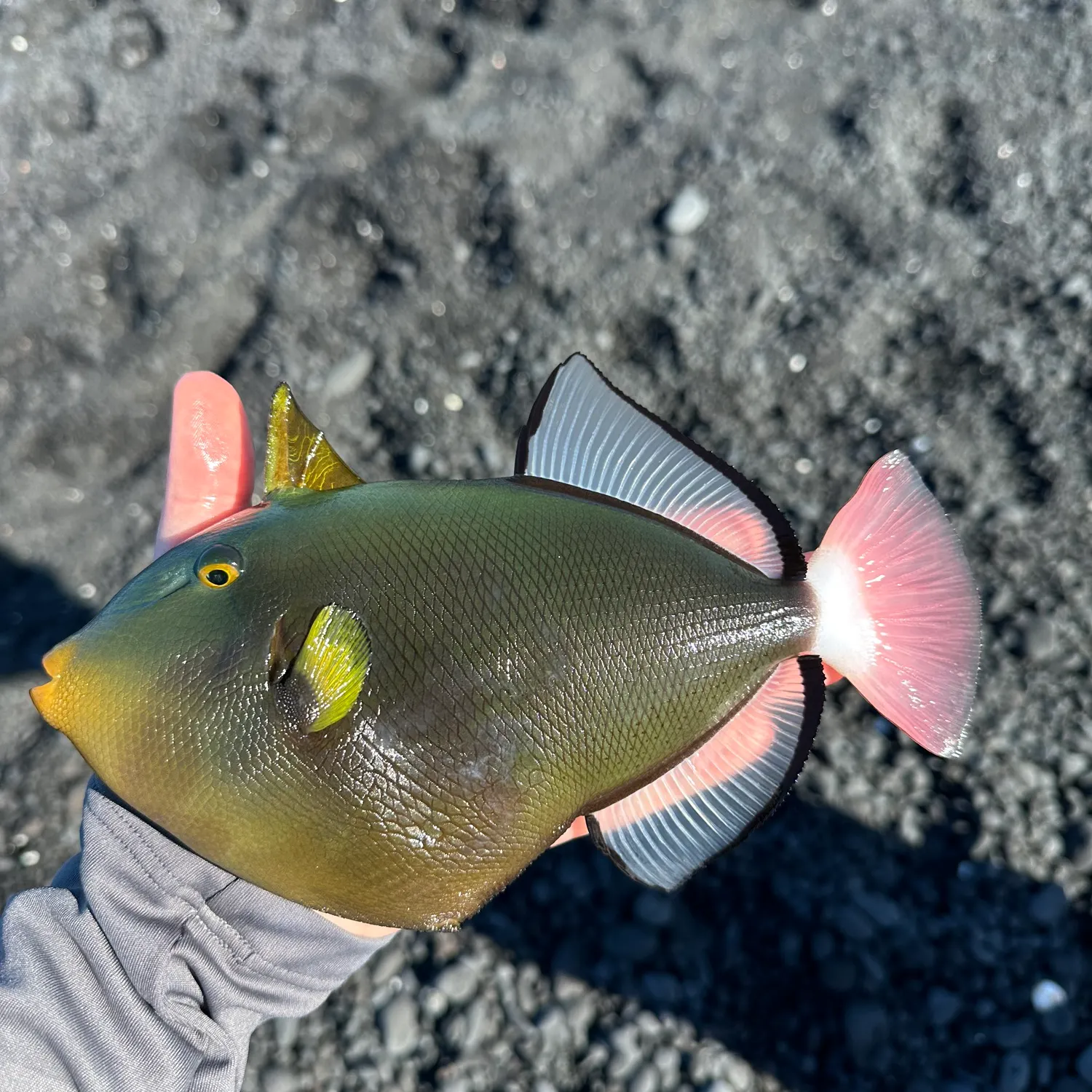The most recent Pinktail triggerfish catches on Fishbrain