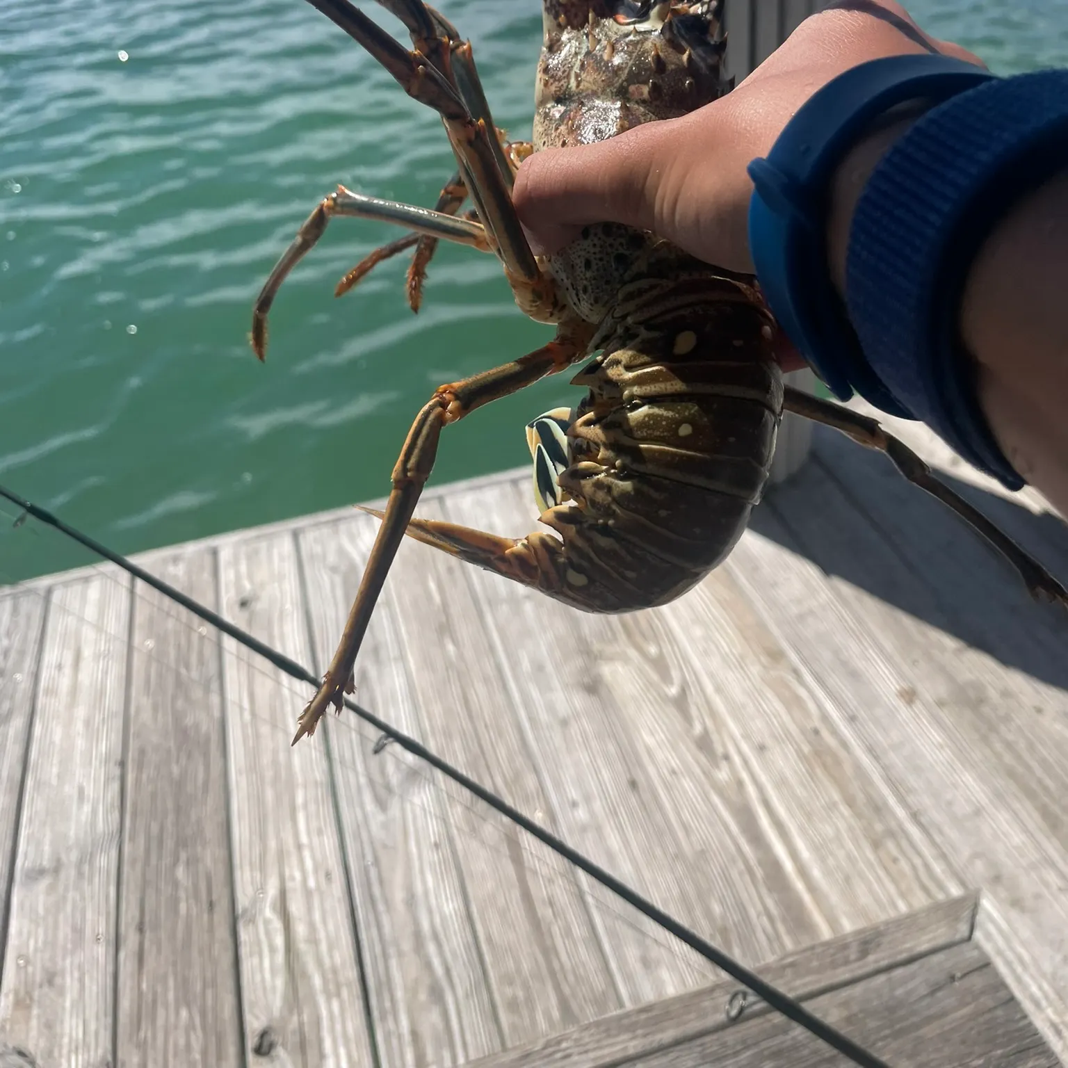 The most recent Green spiny lobster catches on Fishbrain