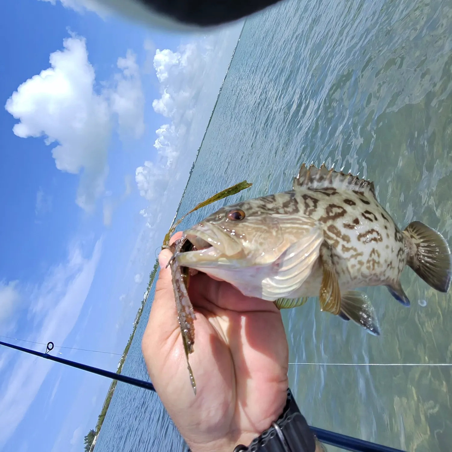 The most recent Gag grouper catches on Fishbrain