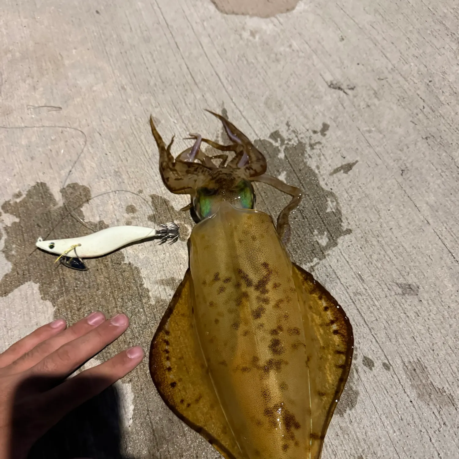 Southern calamari caught on Fishbrain