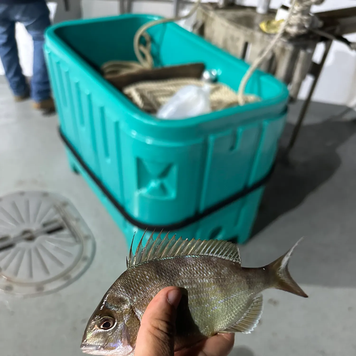 Scup caught on Fishbrain
