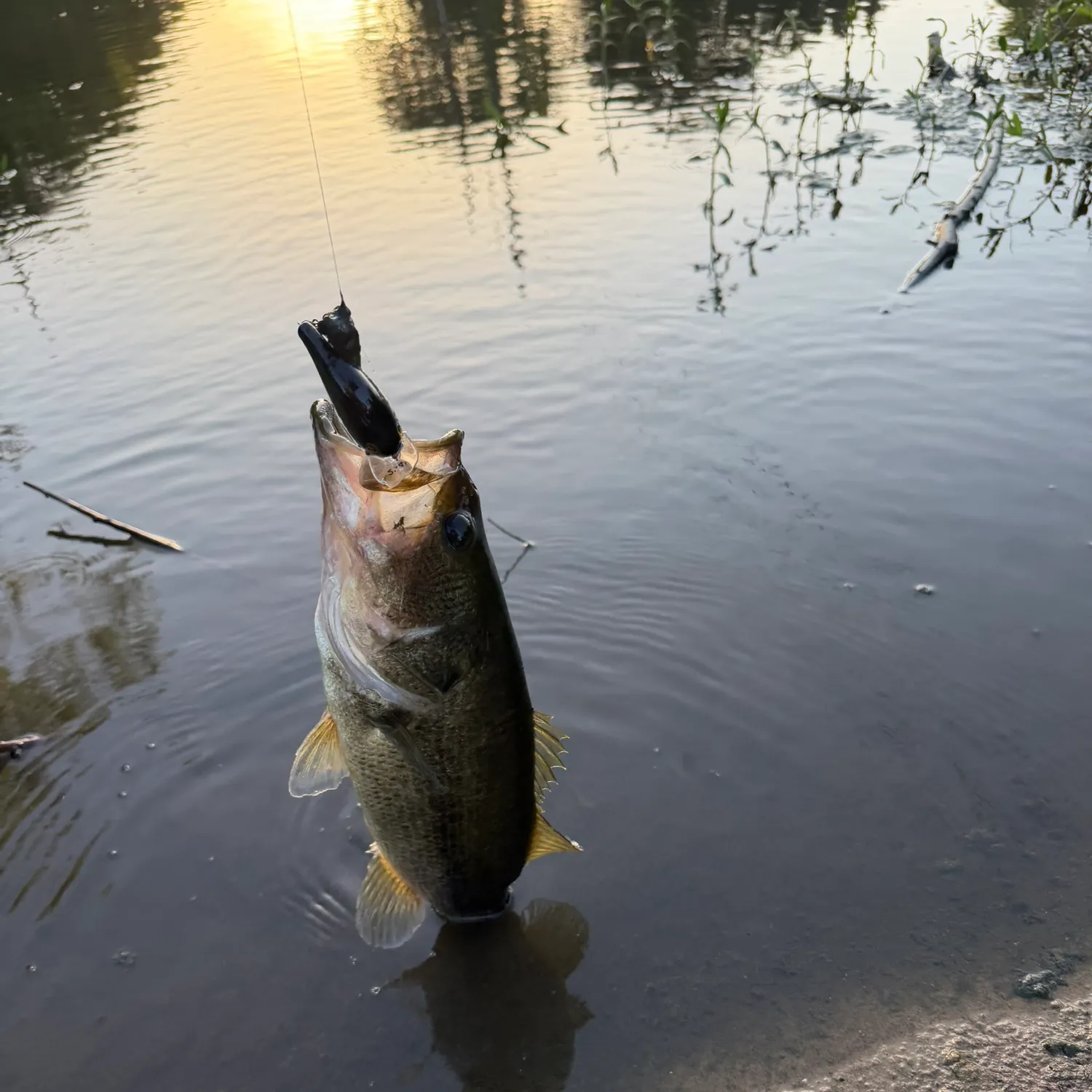 Largemouth bass caught on Fishbrain