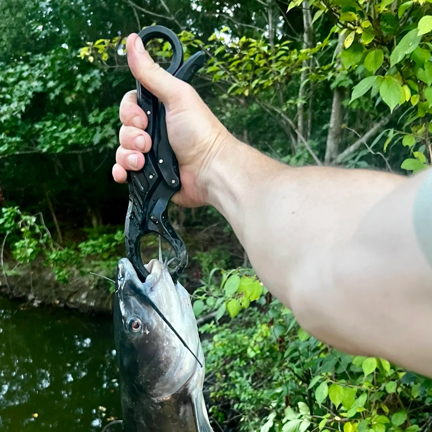 Channel catfish caught on Fishbrain