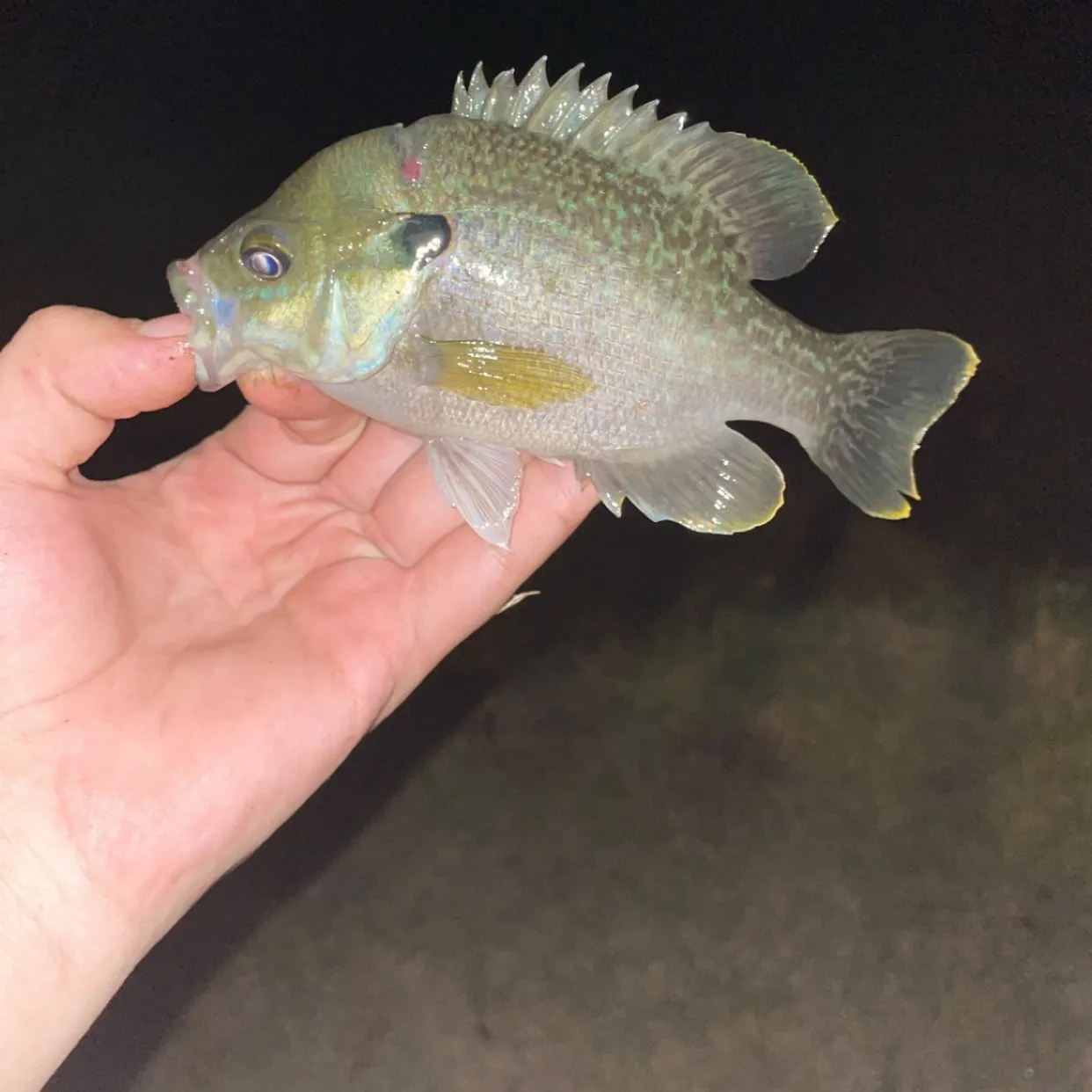 Greengill hybrid caught on Fishbrain