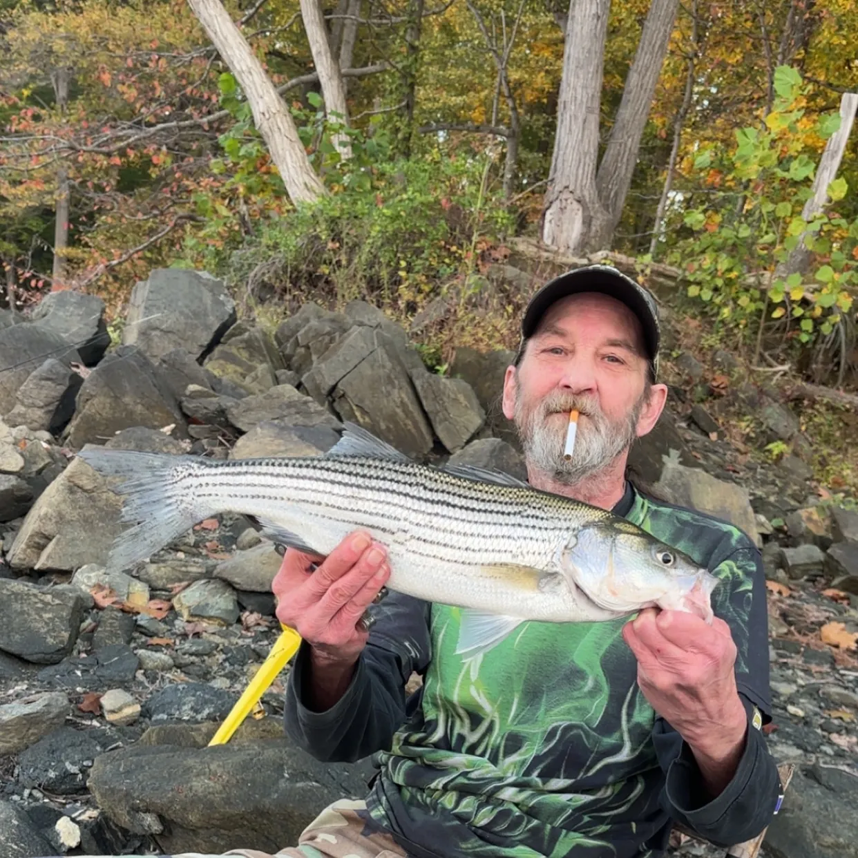 Striped bass caught on Fishbrain