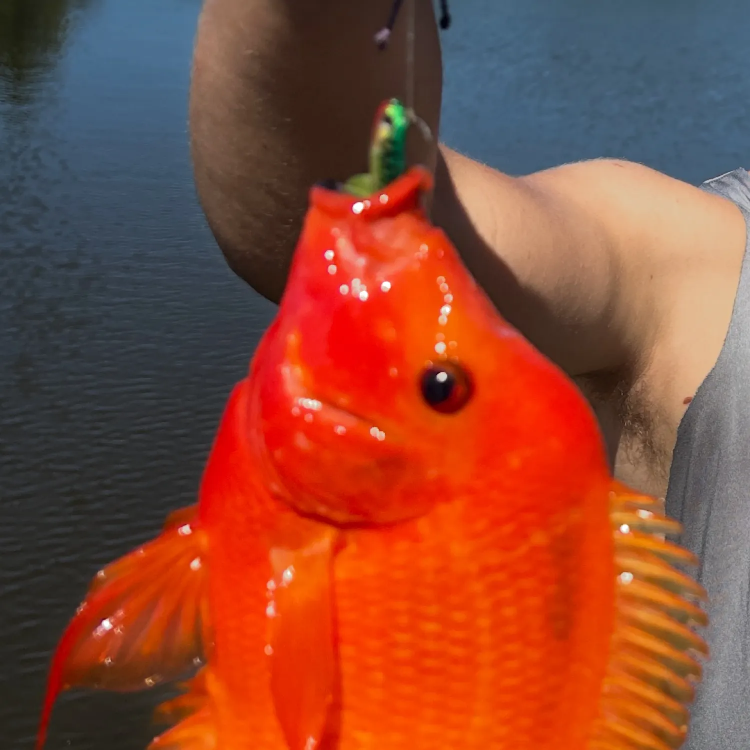 The most popular recent Red devil cichlid catch on Fishbrain