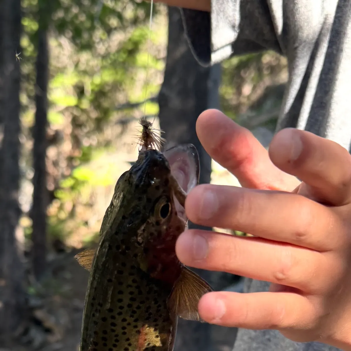 Rainbow trout caught on Fishbrain