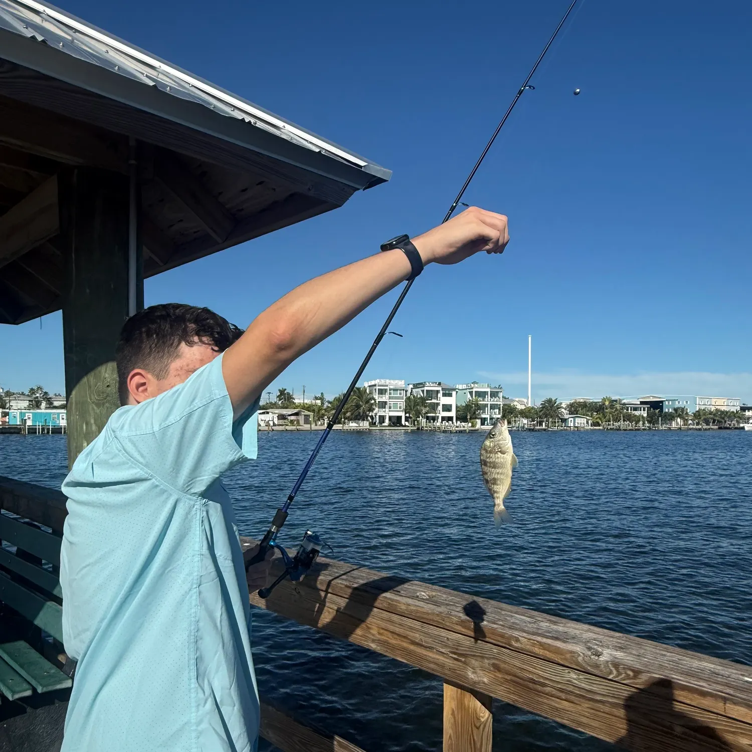Sheepshead caught on Fishbrain