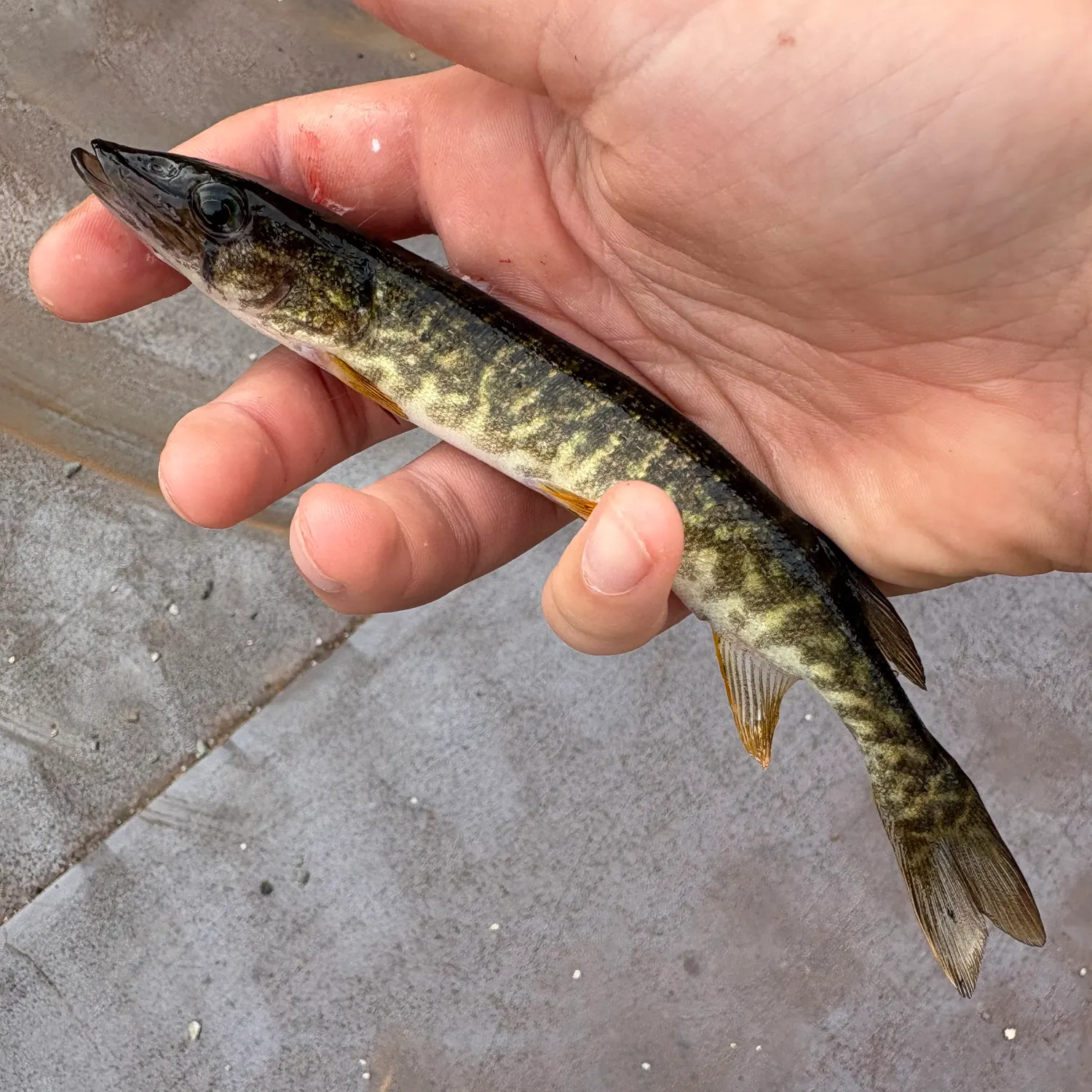 The most recent Redfin pickerel catches on Fishbrain