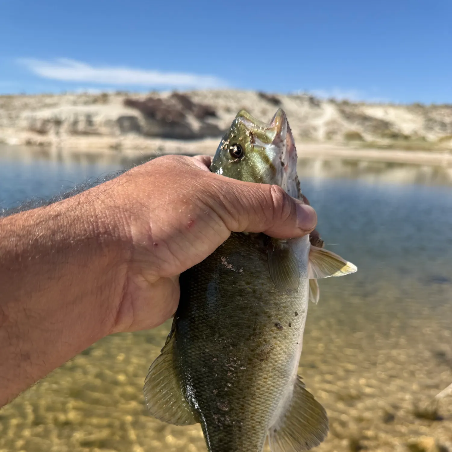 Fish caught on Fishbrain