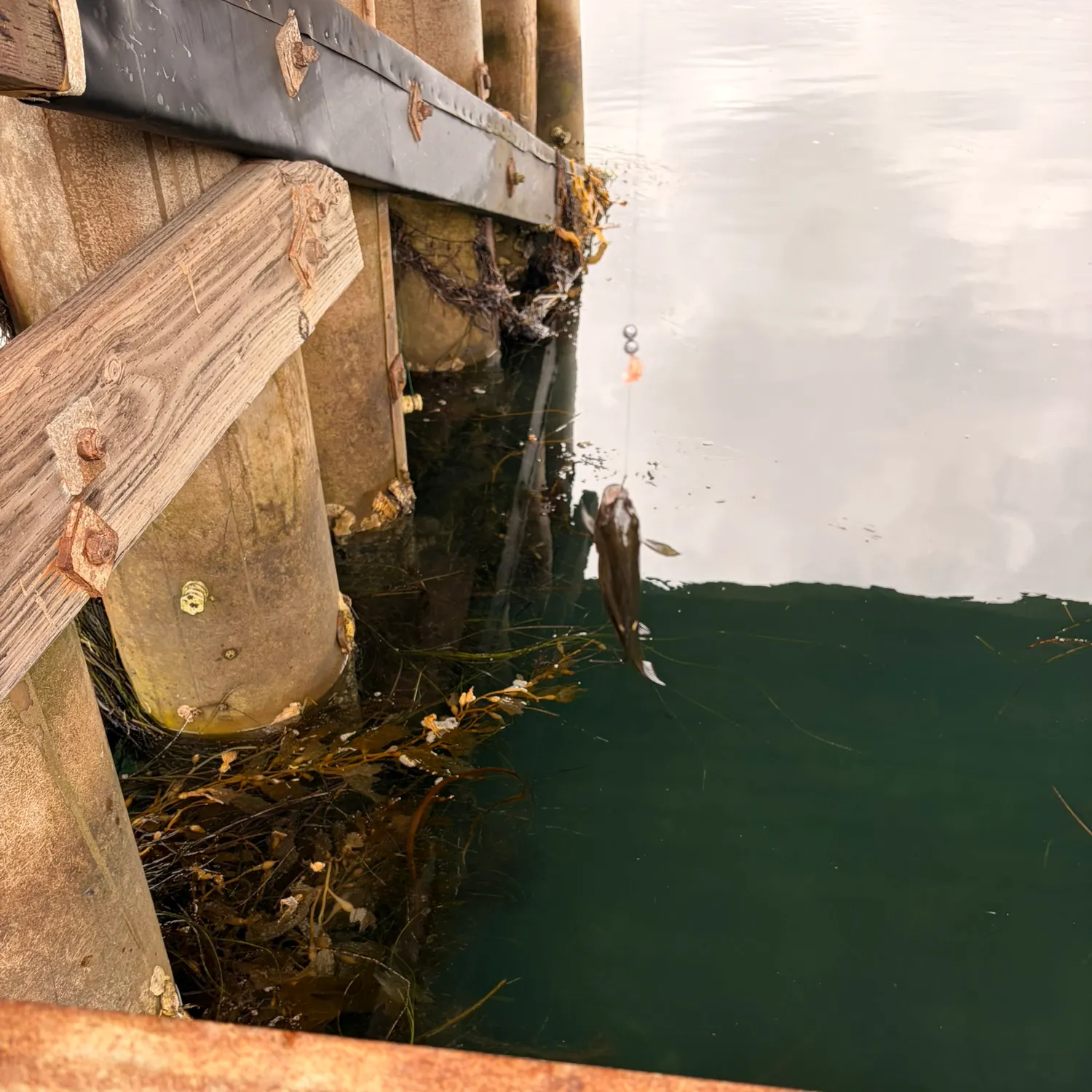 The most recent Opaleye catches on Fishbrain