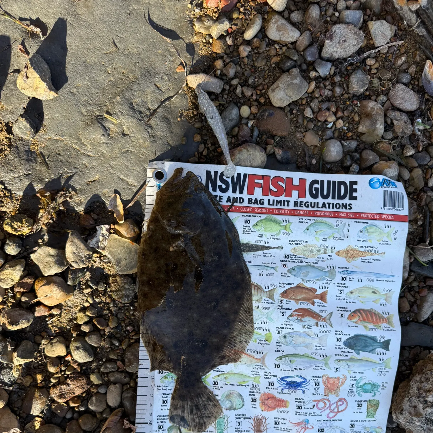The most recent Black flounder catches on Fishbrain