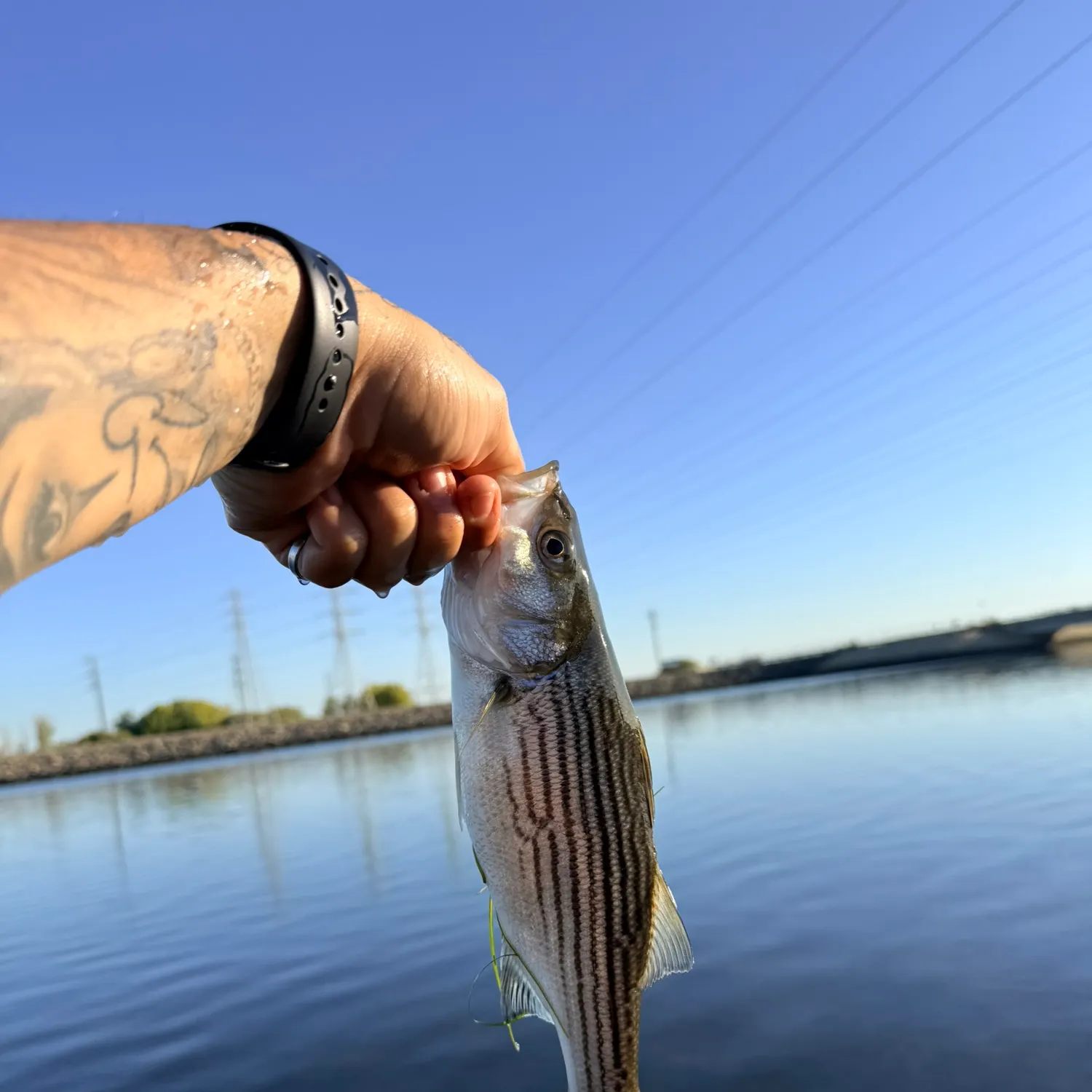 Striped bass caught on Fishbrain