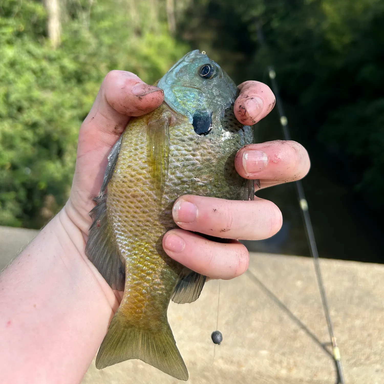 Fish caught on Fishbrain