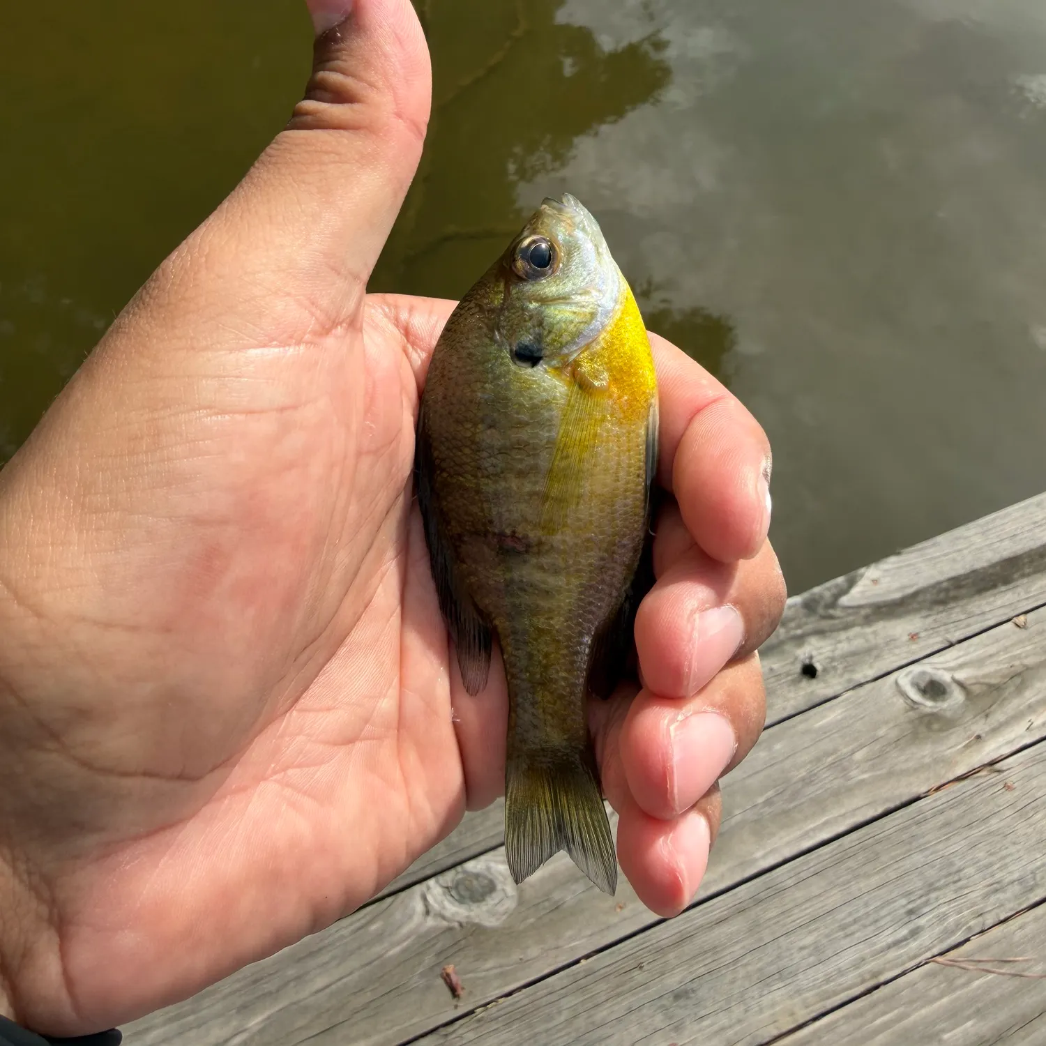 Bluegill caught on Fishbrain