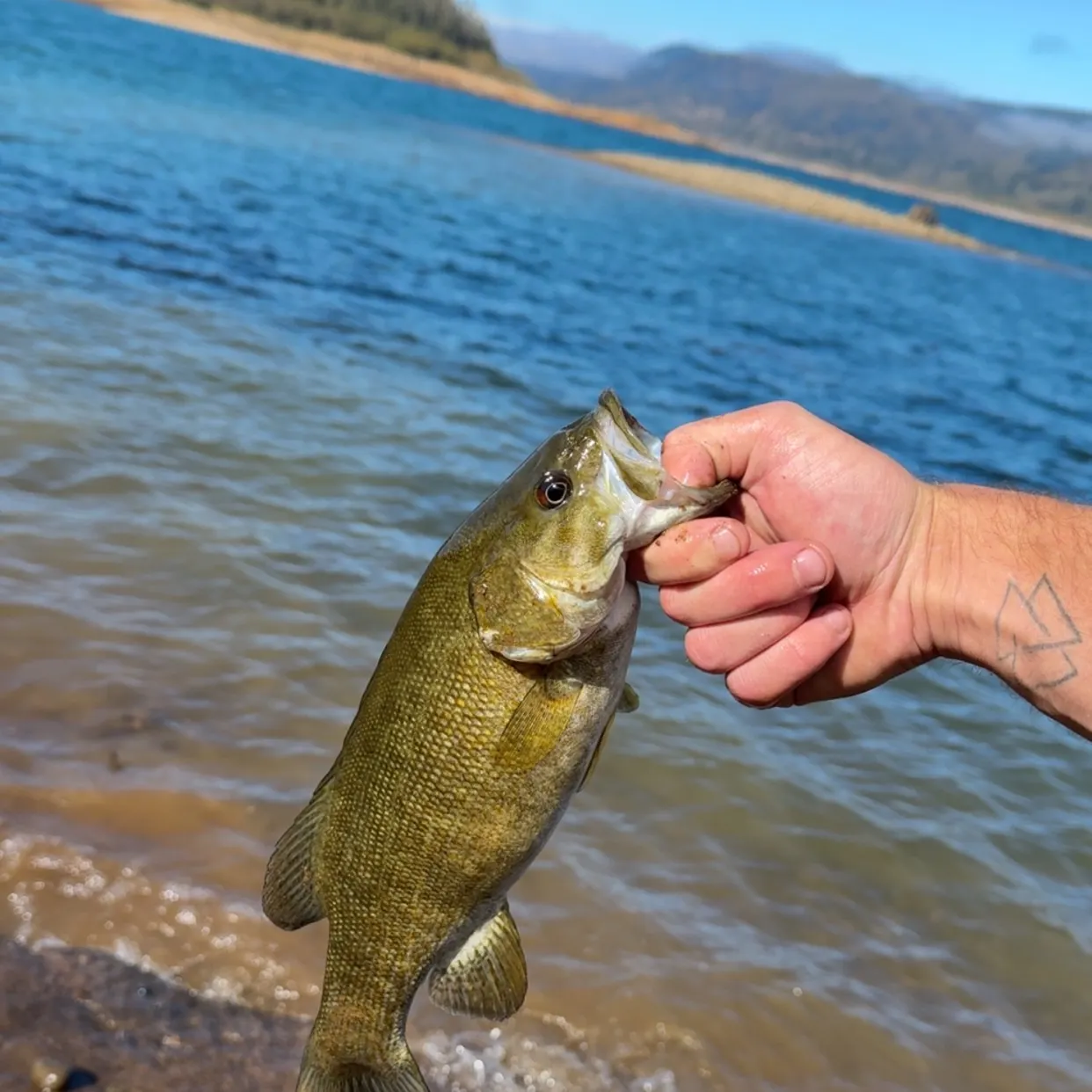 Smallmouth bass caught on Fishbrain