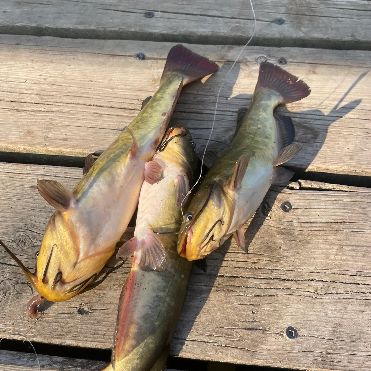 Yellow bullhead caught on Fishbrain