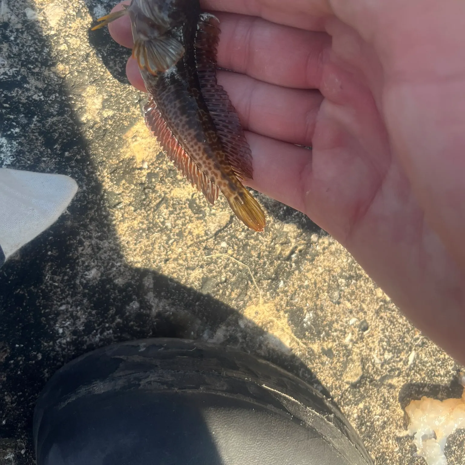 The most recent Ringneck blenny catches on Fishbrain