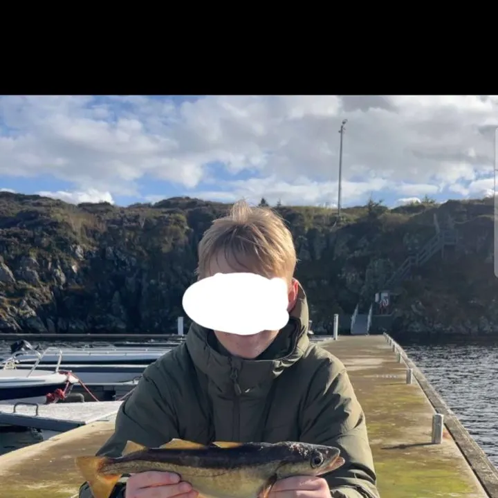 Pollack caught on Fishbrain