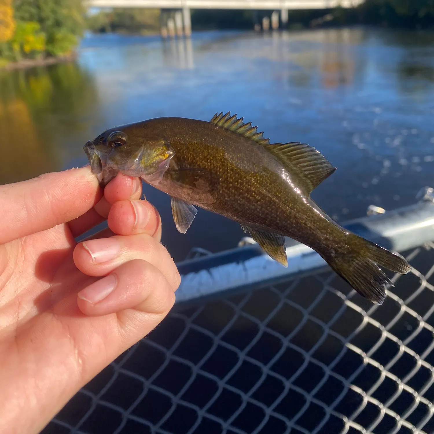 Smallmouth bass caught on Fishbrain