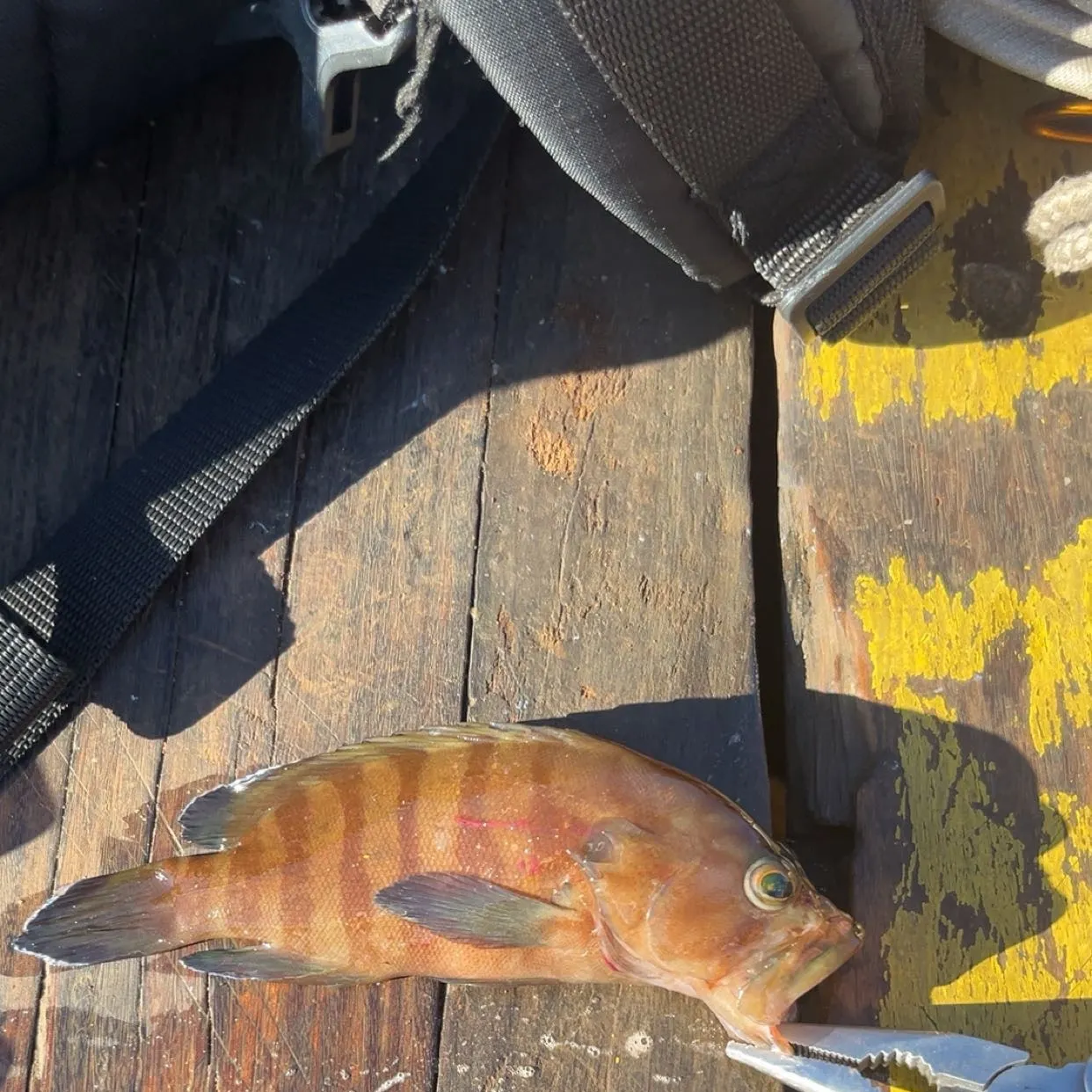 The most recent Chocolate hind catches on Fishbrain
