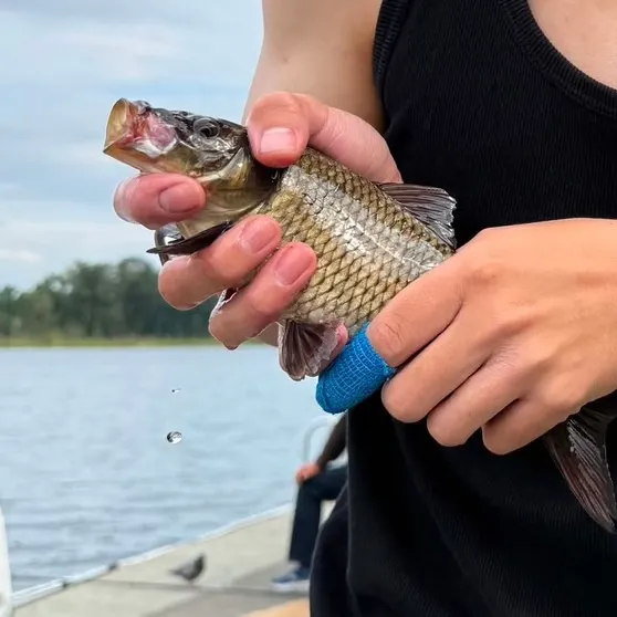 Common carp caught on Fishbrain