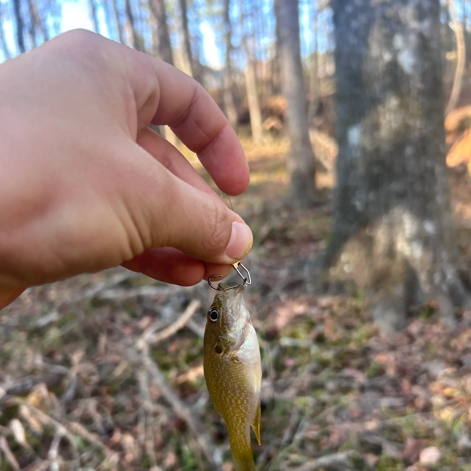 The most recent Green sunfish catches on Fishbrain