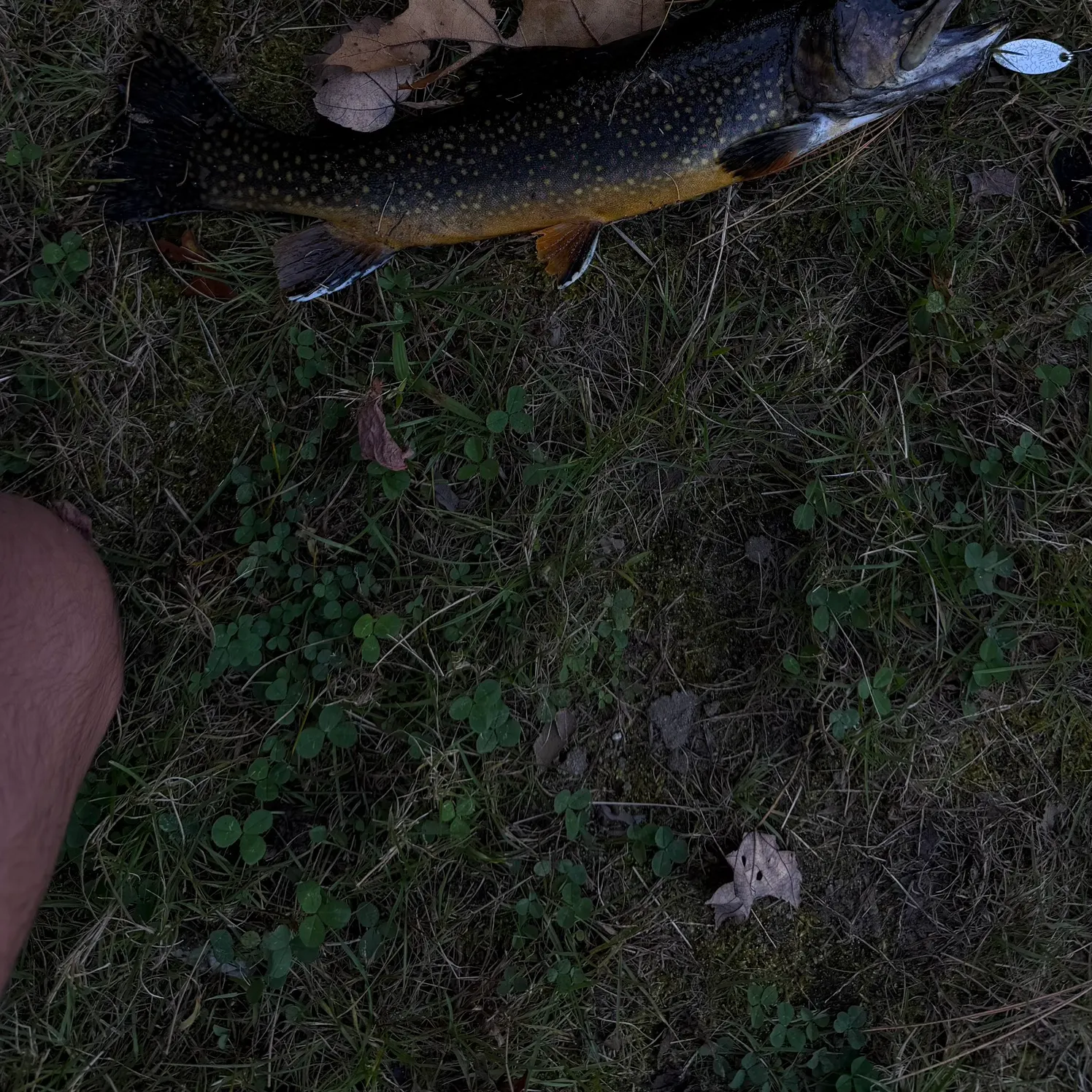 Brook trout caught on Fishbrain