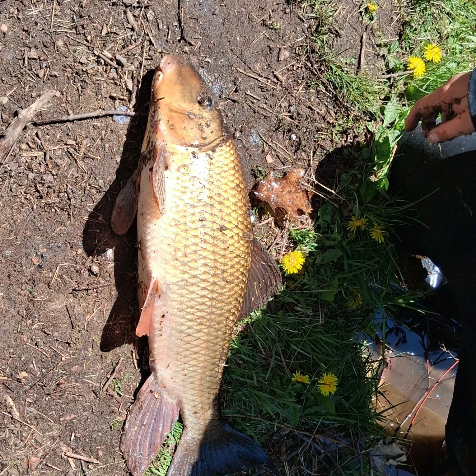 River carpsucker caught on Fishbrain