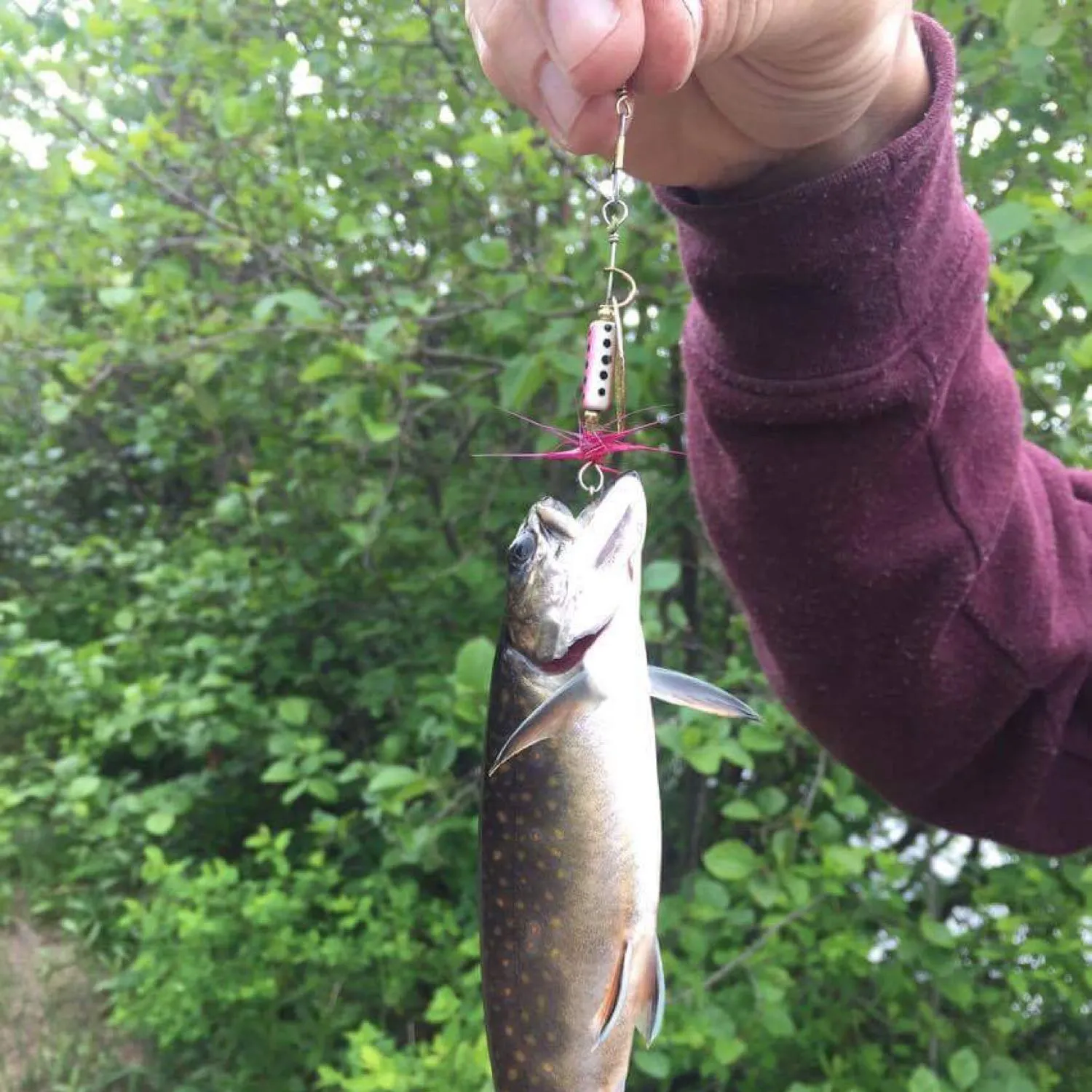 recently logged catches