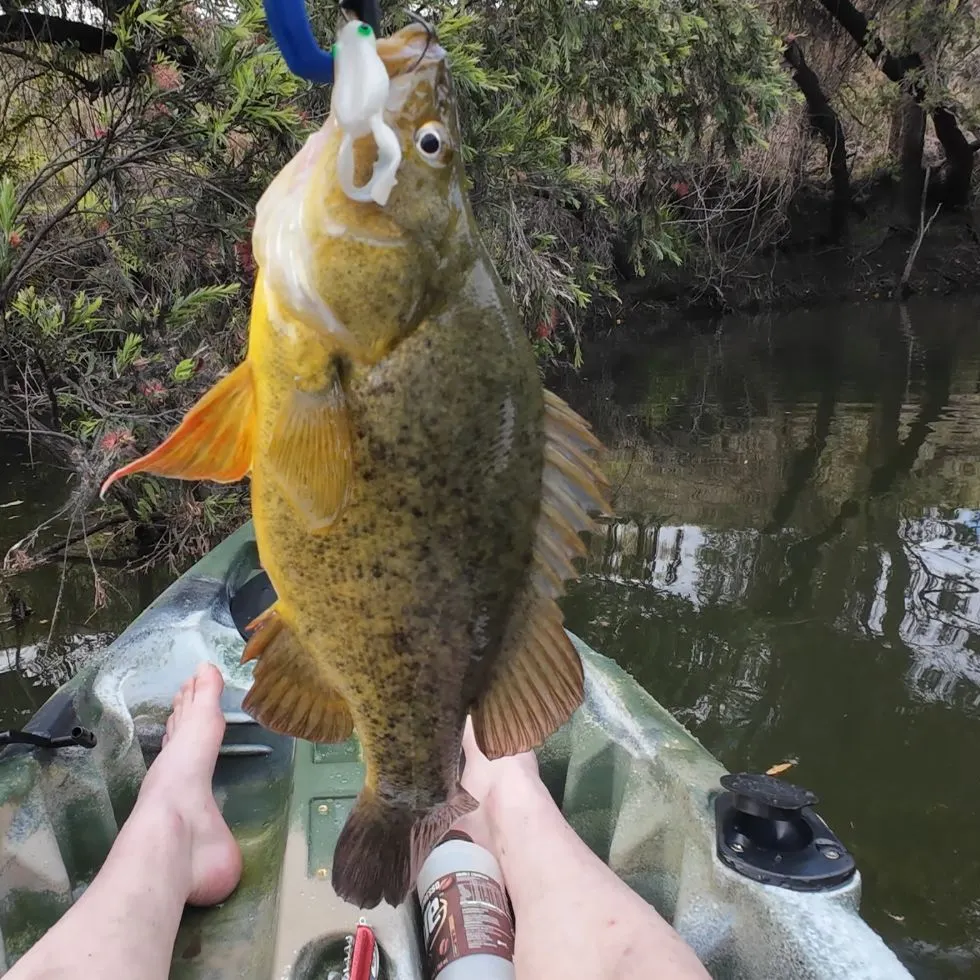 Golden perch caught on Fishbrain
