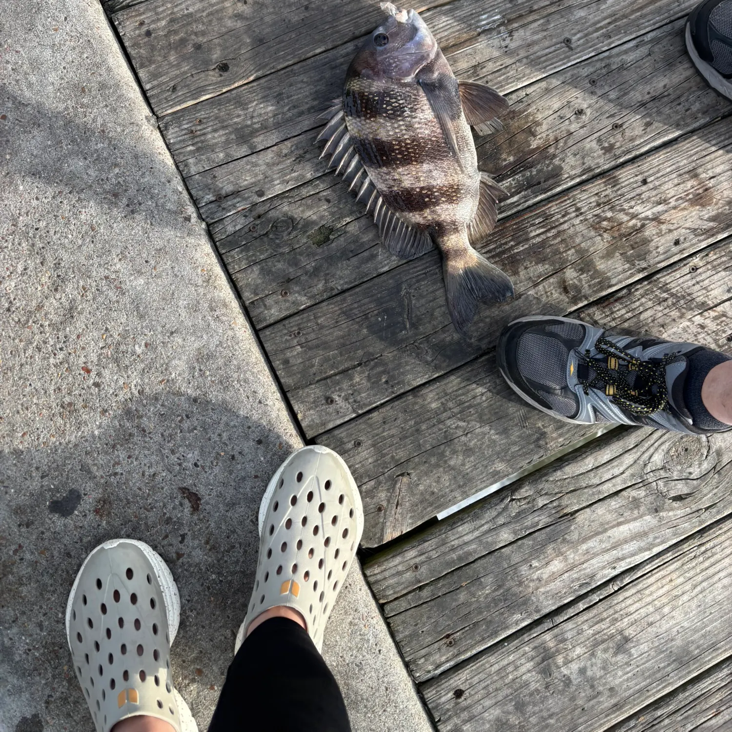The most recent Sheepshead catches on Fishbrain