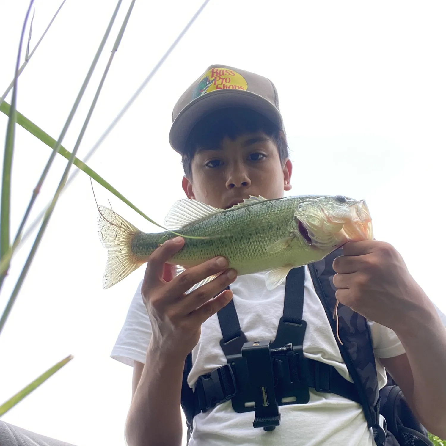 The most recent Largemouth bass catches on Fishbrain
