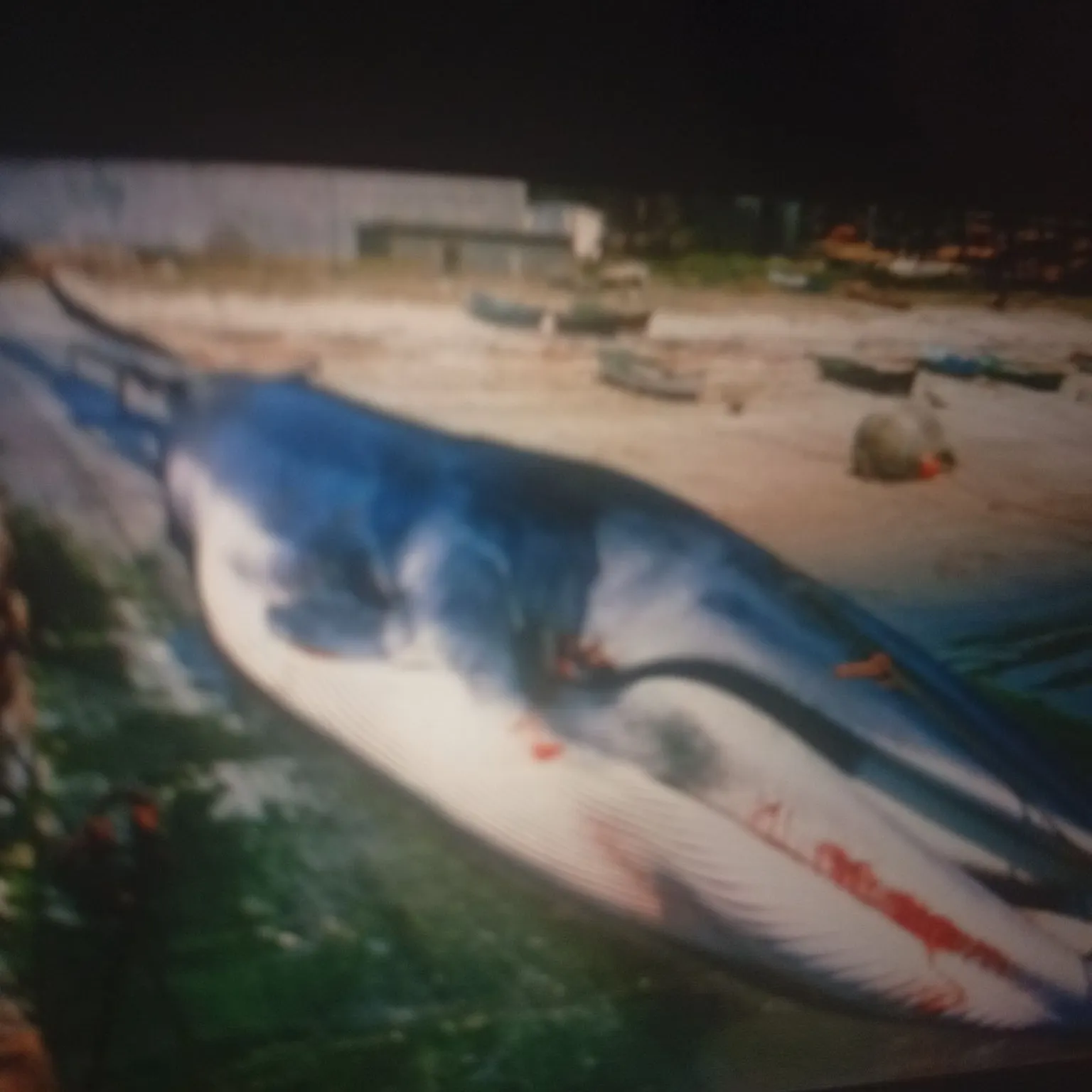 The most recent Argentinian silverside catches on Fishbrain