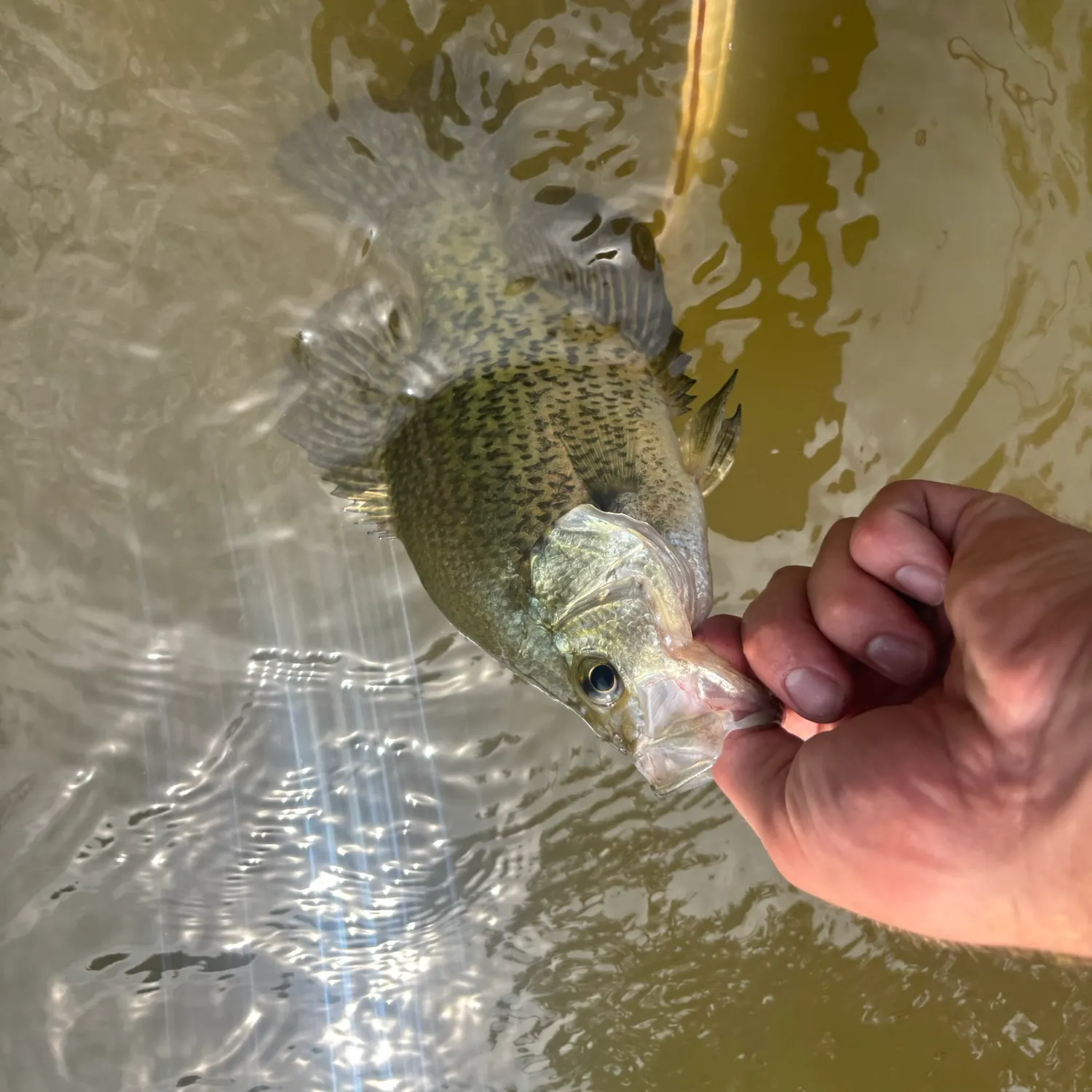 Black crappie caught on Fishbrain